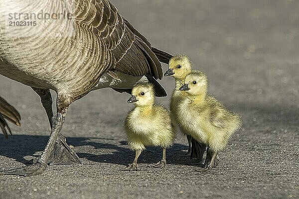 Three goslings walk across the pathway with their parents at Manito Park in Spokane  Washington