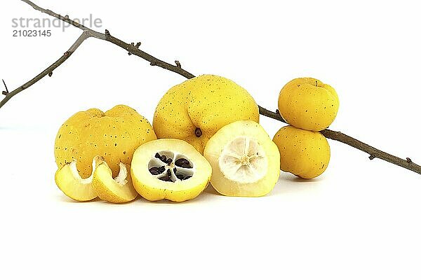 Bright golden-yellow quince fruits on leafless thorny branch isolated on white background  full depth of field  Chaenomeles japonica or Japanese quince