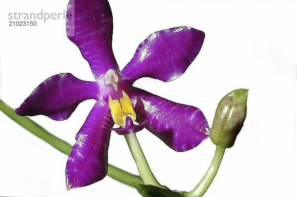 Purple orchid  Phalaenopsis lueddemanniana var. purpurea  on white background