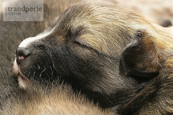 3 week old puppy (Icelandic Hound breed)