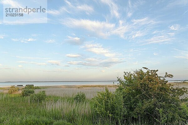 Reed belt on the Limfjord in North Jutland  Denmark  Europe