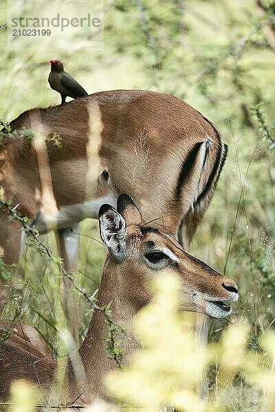 Oxpecker chopper on Impala  Gauteng  South Africa  Africa