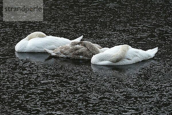 A mute swan family sleeps on the frozen Saale river