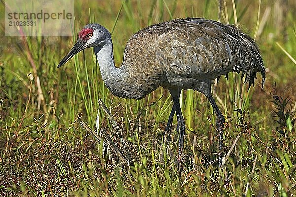 Sandhill crane (Grus canadensis)  Venice Landfill  Venice  Florida  USA  North America