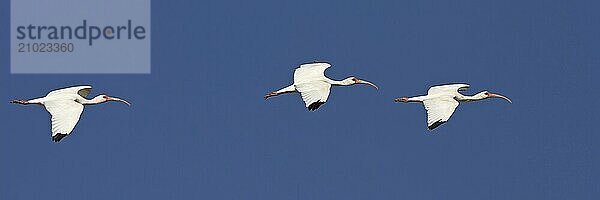 Snowy ibis  (Eudocimus albu)  White ibis  Everglades NP  Everglades NP  Florida  USA  North America