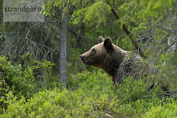 European brown bear  Karelia  Finland  Europe