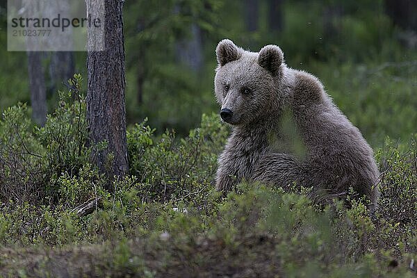 European brown bear  Karelia  Finland  Europe