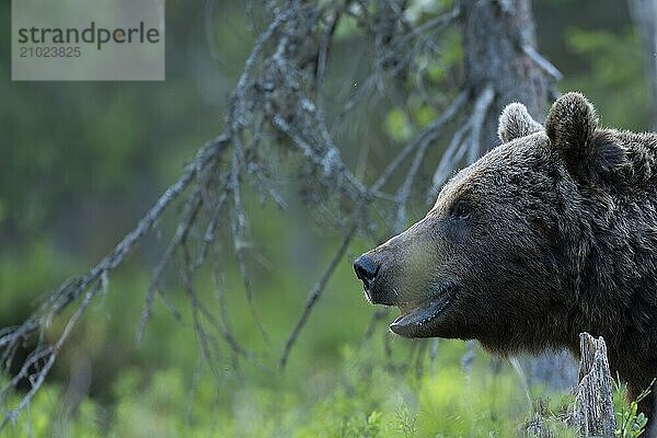 European brown bear  Karelia  Finland  Europe