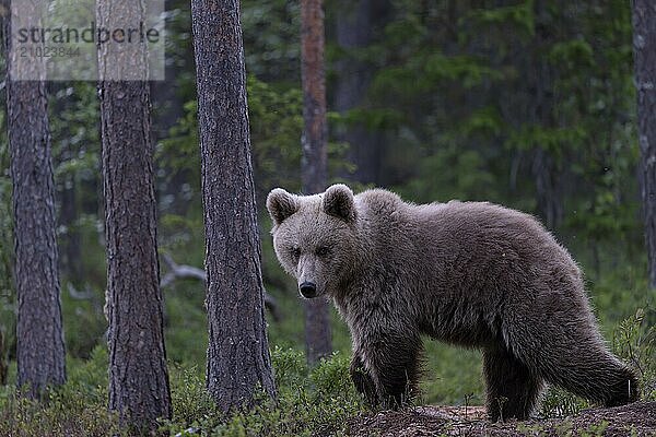 European brown bear  Karelia  Finland  Europe