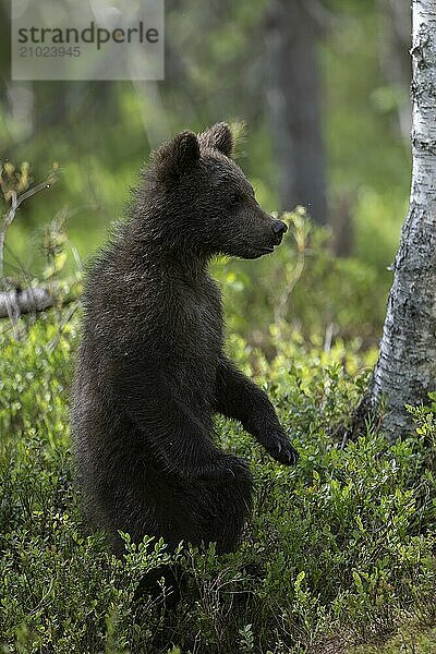 European brown bear  Karelia  Finland  Europe