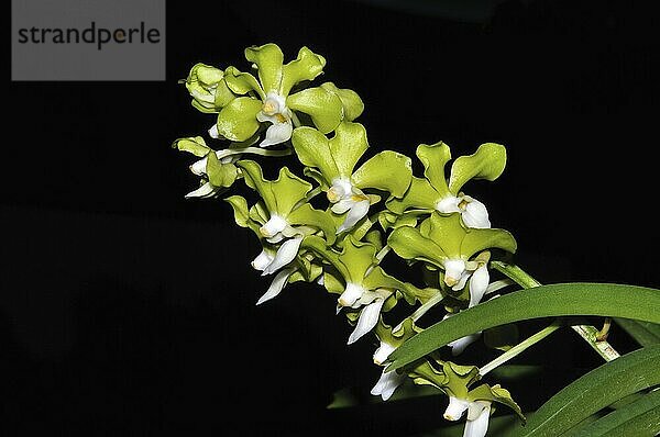 Pale green orchids on black background