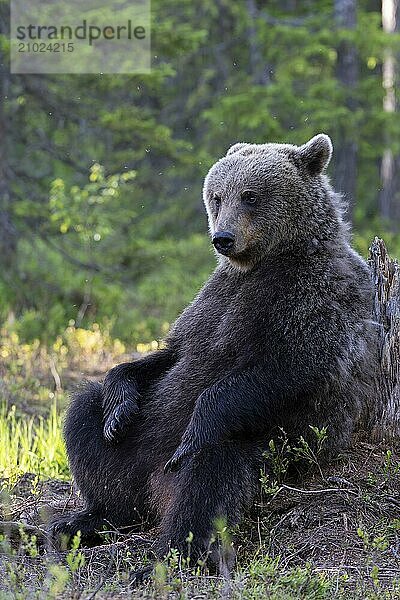 European brown bear  Karelia  Finland  Europe