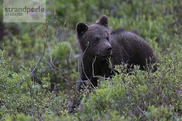 European brown bear  Karelia  Finland  Europe