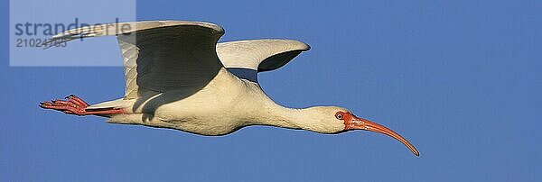 Snowy ibis  (Eudocimus albu)  White ibis  Joe Overstreet Landing  Everglades NP  Florida  USA  North America