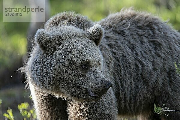 European brown bear  Karelia  Finland  Europe