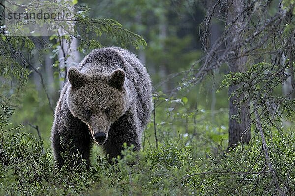 European brown bear  Karelia  Finland  Europe