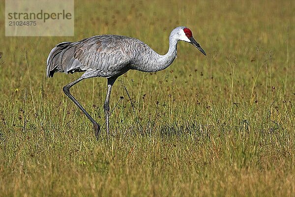 Sandhill crane (Grus canadensis)  Venice Landfill  Venice  Florida  USA  North America