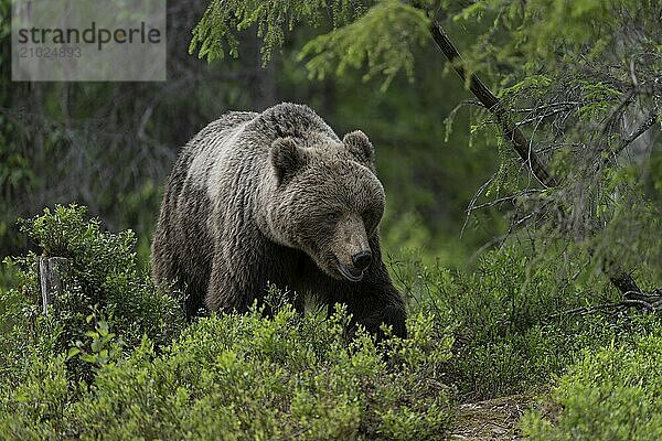 European brown bear  Karelia  Finland  Europe