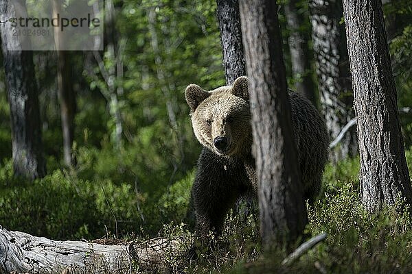 European brown bear  Karelia  Finland  Europe