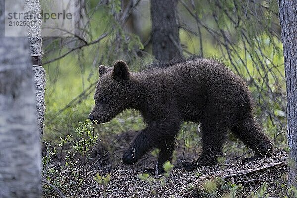 European brown bear  Karelia  Finland  Europe