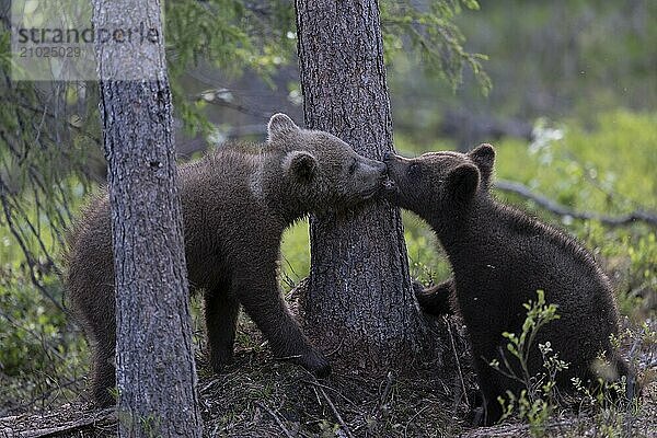 European brown bear  Karelia  Finland  Europe