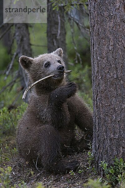 European brown bear  Karelia  Finland  Europe