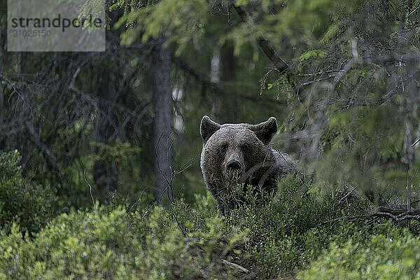 European brown bear  Karelia  Finland  Europe