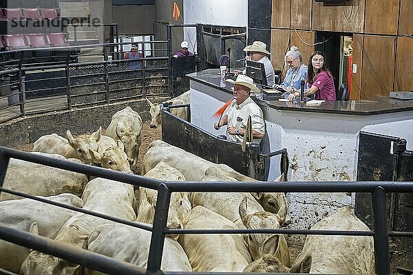 Oklahoma City  Oklahoma  Cattle are auctioned at the Oklahoma National Stockyards. Since it was founded in 1910  more than 100 million cattle have been sold at ONSY's weekly auctions