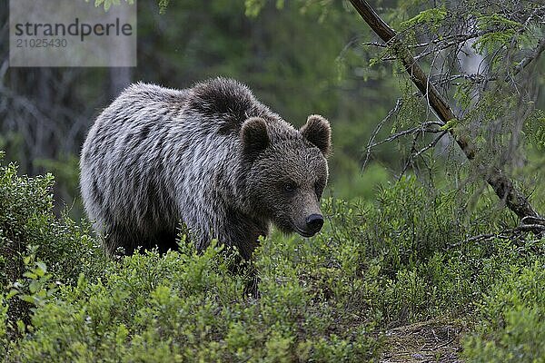 European brown bear  Karelia  Finland  Europe