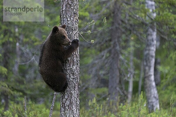 European brown bear  Karelia  Finland  Europe