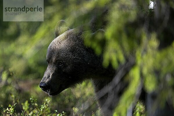 European brown bear  Karelia  Finland  Europe