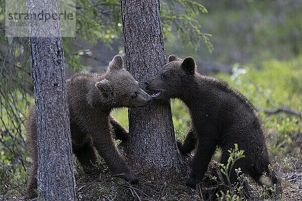 European brown bear  Karelia  Finland  Europe