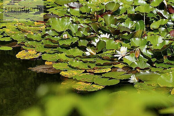 Water lilies (Nymphaea cultiv.)  Karlovy Vary  Karlovy Vary  Czech Republic  Karlovy Vary  West Bohemia  Czech Republic  Europe