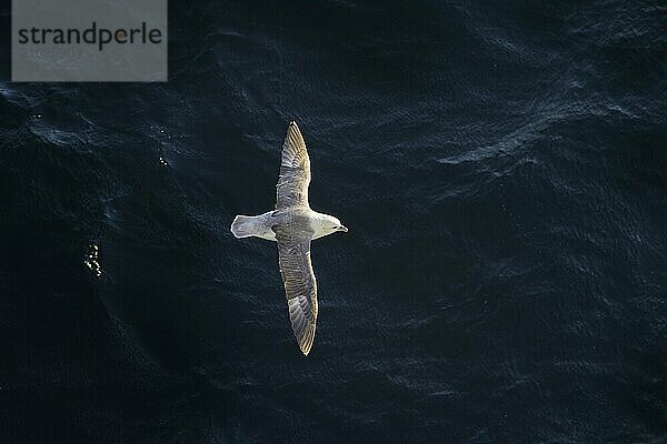 Northern fulmar  Arctic fulmar (Fulmarus glacialis) in flight soaring over the Arctic Ocean along the Svalbard  Spitsbergen coast in summer