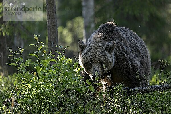 European brown bear  Karelia  Finland  Europe