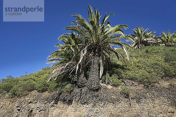 Palm trees and exposed roots  La Gomera  Canary Islands  Spain  Europe