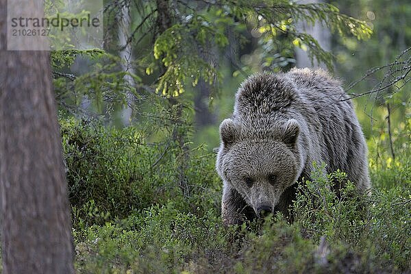 European brown bear  Karelia  Finland  Europe