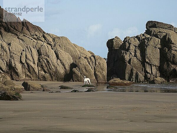 Greyhound on the beach at Freshwater East in Wales  United Kingdom  Europe