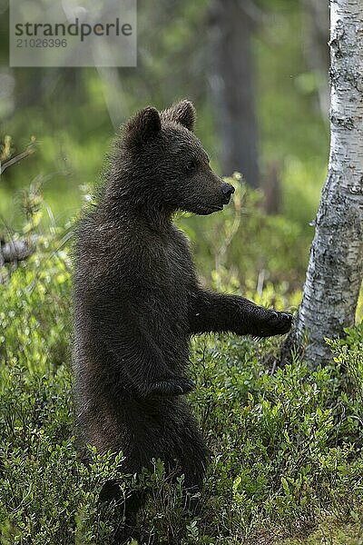 European brown bear  Karelia  Finland  Europe