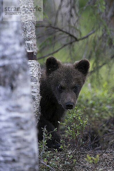 European brown bear  Karelia  Finland  Europe