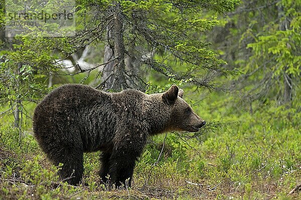 European brown bear  Karelia  Finland  Europe