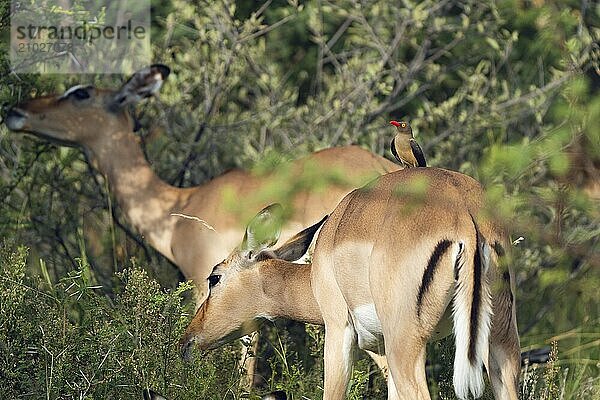 Oxpecker chopper on Impala  Gauteng  South Africa  Africa