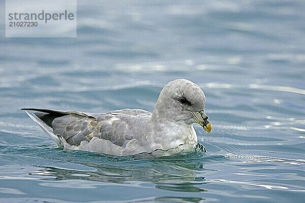 Northern fulmar  Arctic fulmar (Fulmarus glacialis)  blue morph swimming in the Arctic Ocean along the Svalbard  Spitsbergen coast in summer