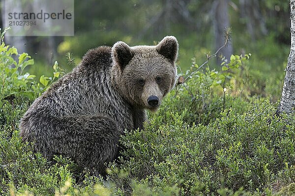 European brown bear  Karelia  Finland  Europe