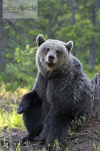 European brown bear  Karelia  Finland  Europe