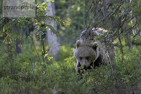 European brown bear  Karelia  Finland  Europe