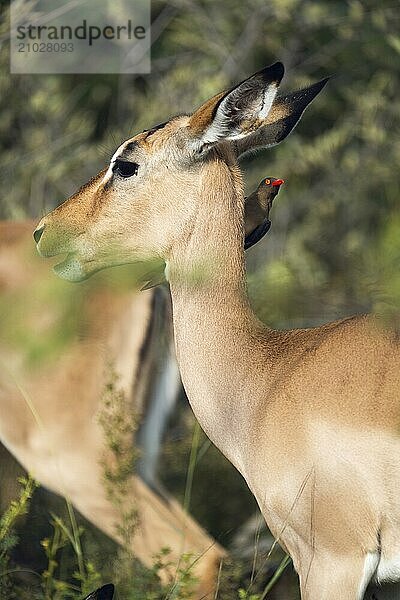 Oxpecker chopper on Impala  Gauteng  South Africa  Africa