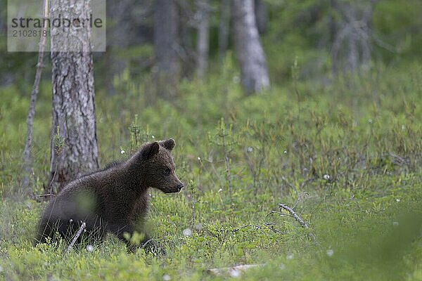 European brown bear  Karelia  Finland  Europe