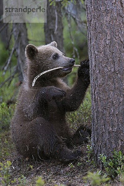 European brown bear  Karelia  Finland  Europe