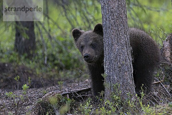 European brown bear  Karelia  Finland  Europe